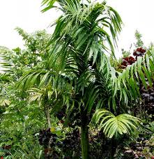 Betelnut Palm [Areca Catechu]